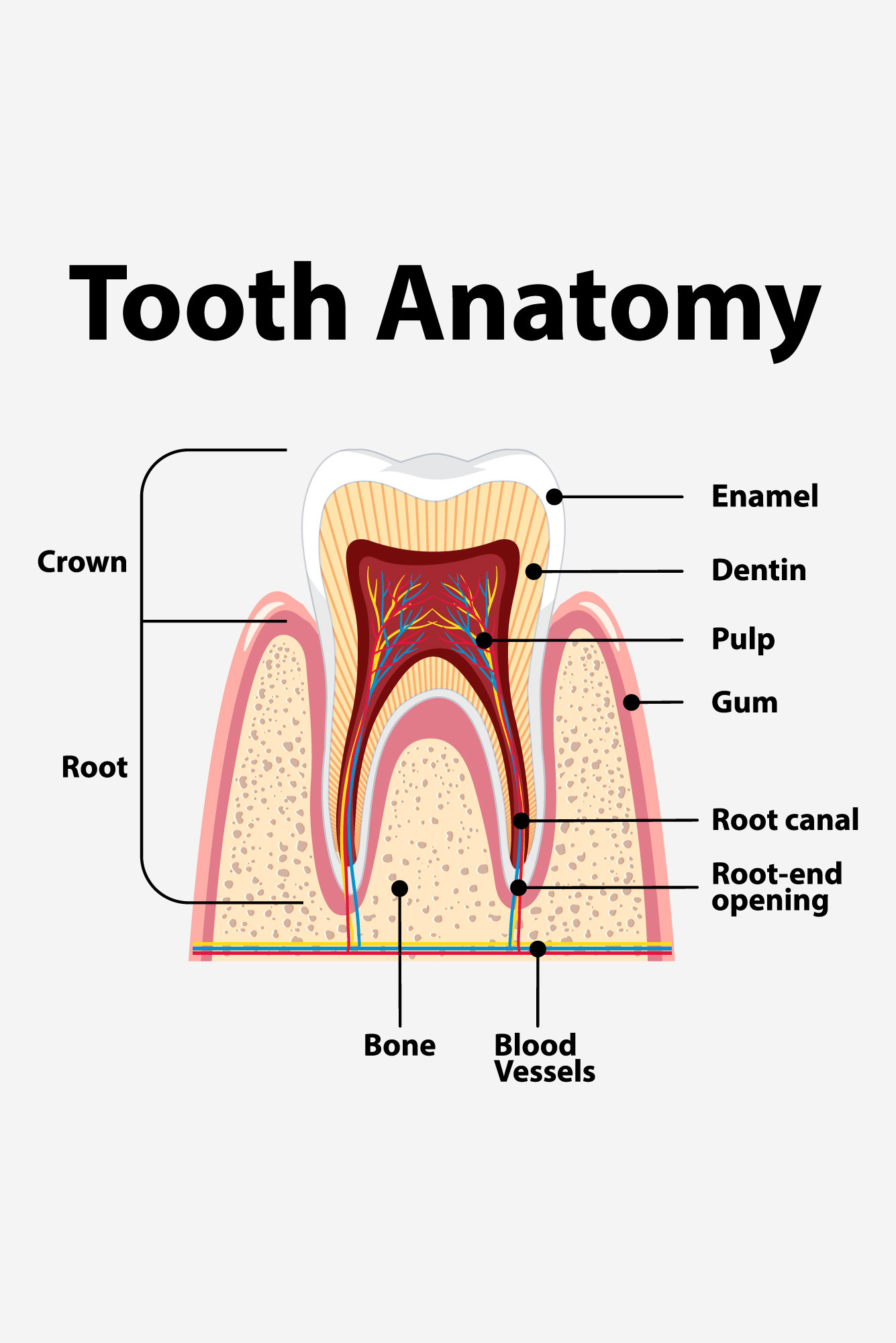 Step By Step Root Canal Treatment
